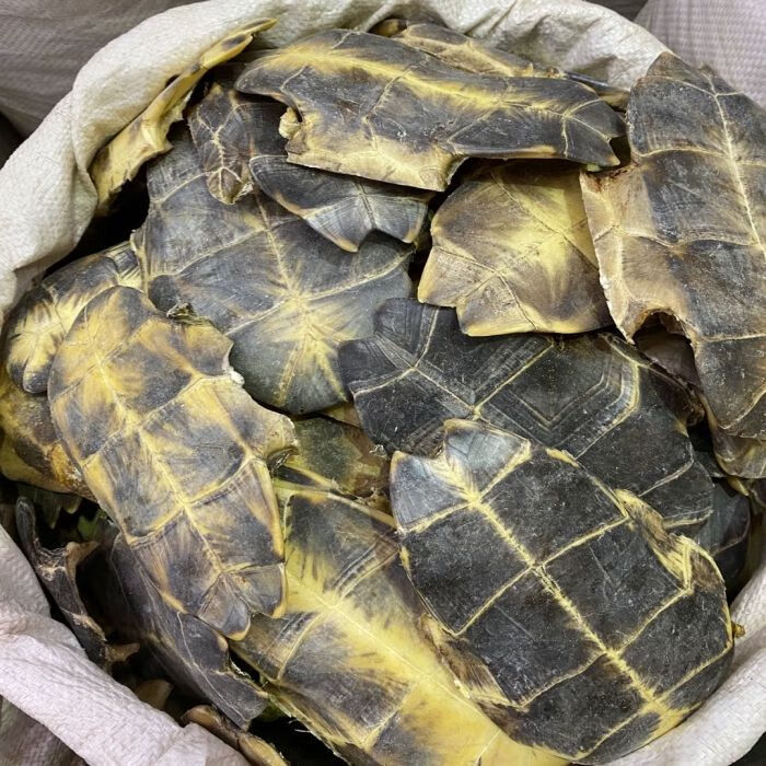 野生龟板 100g/500g中药材龟甲 龟壳干货 另有炙龟板 龟板粉 炙龟板