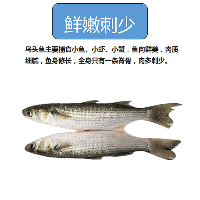 批發新鮮梭魚110斤烏頭魚鯔魚海鮮水產冰鮮肉厚刺少愛吃二三王牛1斤12