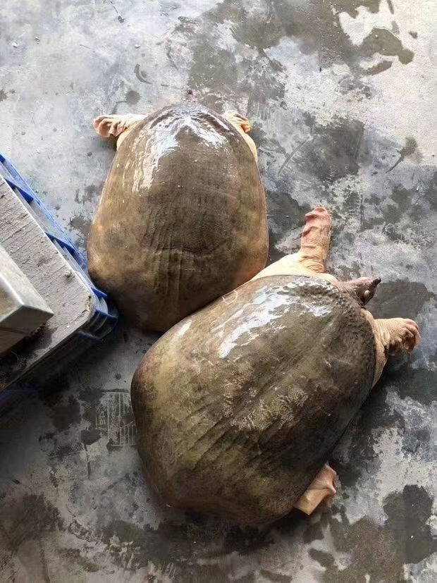 綠色召集令大甲魚鮮活珍珠鱉食用鱉養殖活體巨型觀賞鱉125斤