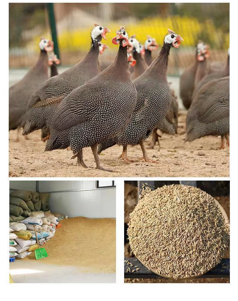 魃鲜珍珠鸡现杀现发半大珍珠鸡下蛋鸡走地鸡单只800克左右1年乌鸡两只