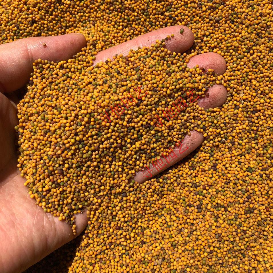 榨菜籽油腊菜籽 黄籽腊菜种子高出油率菜油香醇 观赏油菜高产散装 散