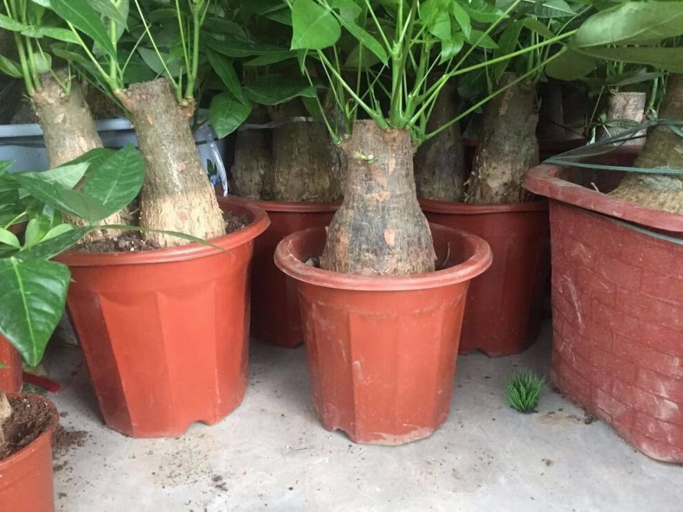 精选直发发财树苗花卉辫子发财树苗植物盆栽室内绿植盆景树摇钱金钱树