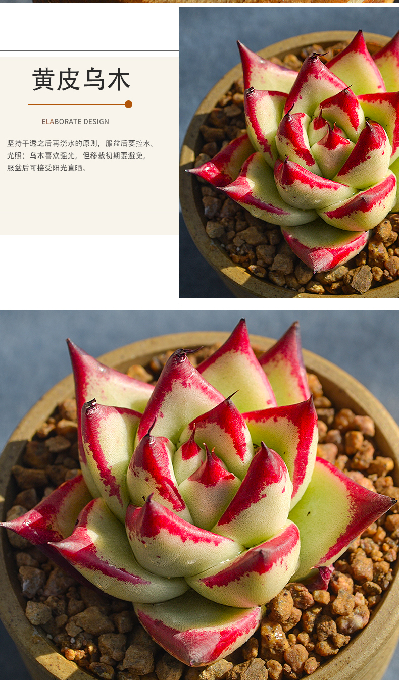 血罗罗宾乌木多肉植物精品贵货大颗肉肉老桩稀有品种多肉开花植物罗宾