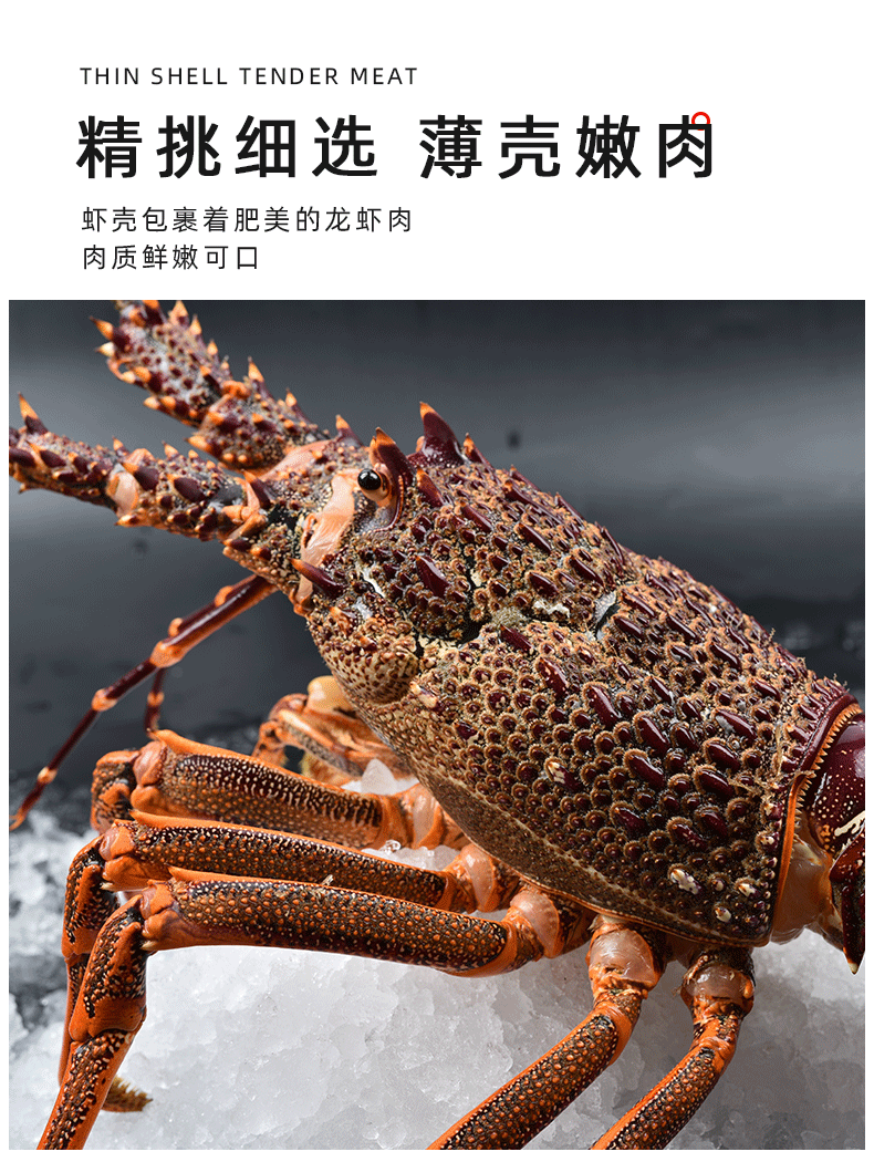 26斤特大澳洲大龙虾澳龙鲜活冷冻海鲜大奥龙波士顿龙虾年货送礼2250g