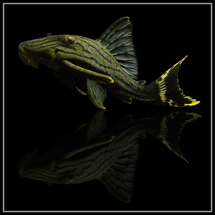 绿皮皇冠豹异型鱼活体白金哥白哥绿蓝眼皇冠豹钻石金线幽灵皇冠豹  l