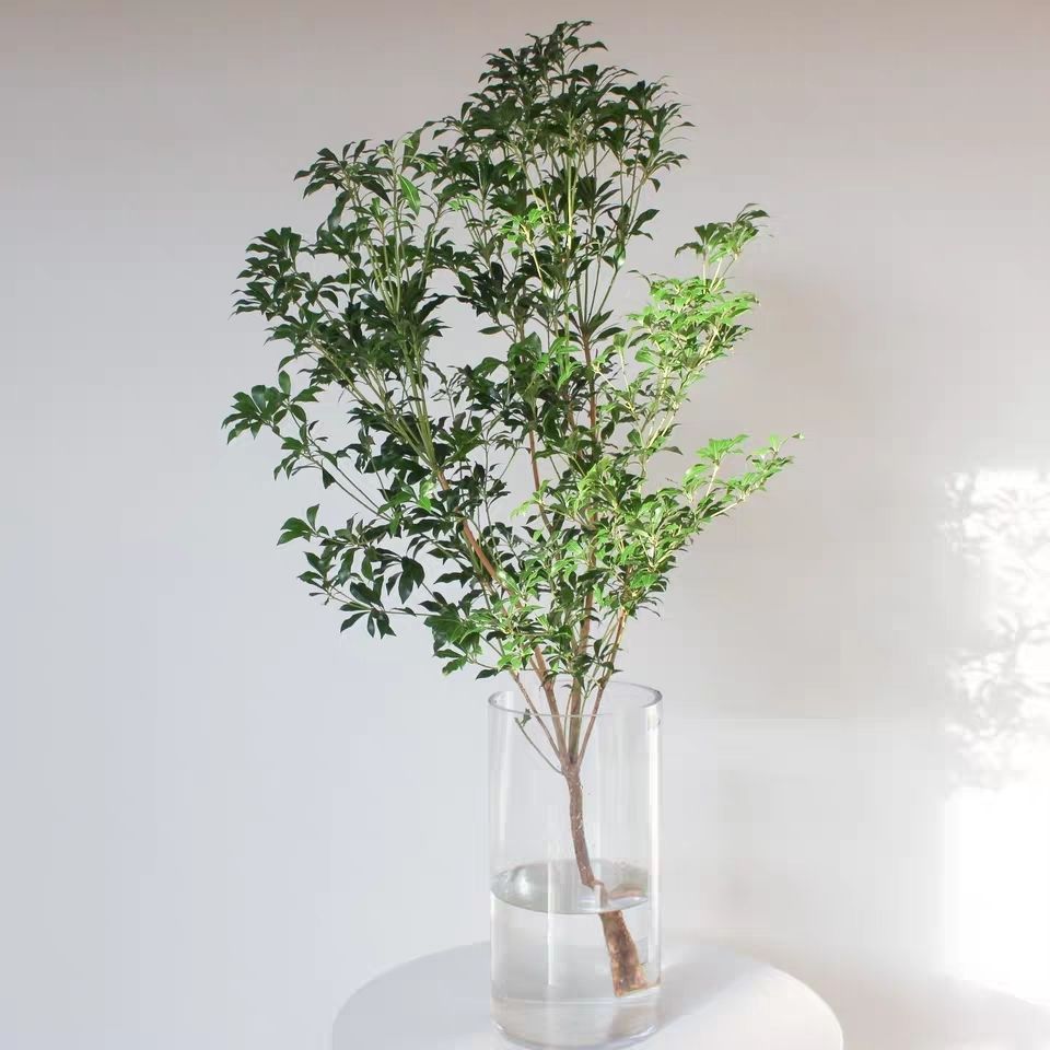 日本马醉木水培植物鲜切吊钟枝条室内装饰绿植花卉90110