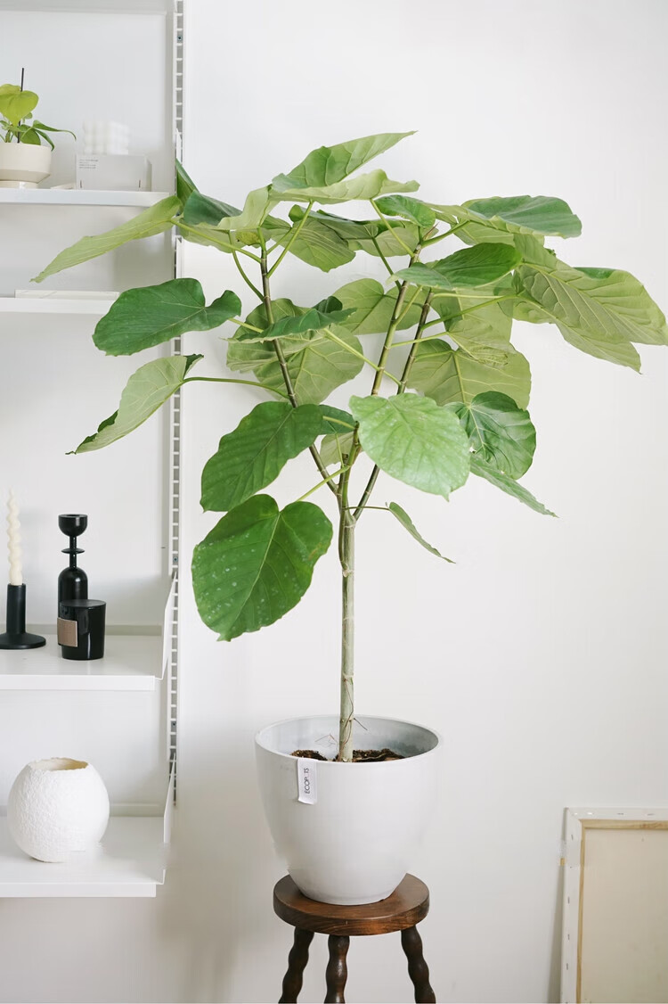 大型爱心榕 ins风爱心大叶片落地观叶植物清新家居盆栽 xl爱心榕