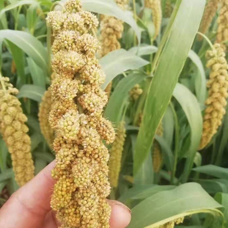 安丘辉渠小米山东安丘特产辉渠小米李家沟山区春谷新小米米粥月子米