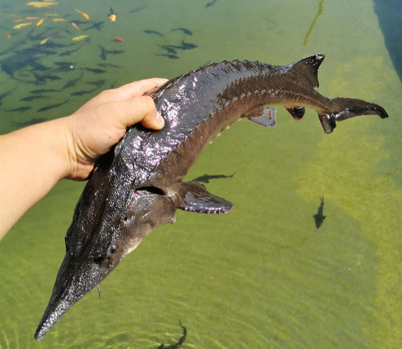 新鲜食用鲟鱼鲜活中华鱼多规格鲟龙鱼无刺新鲜水产生鲜软骨鱼无刺鱼1