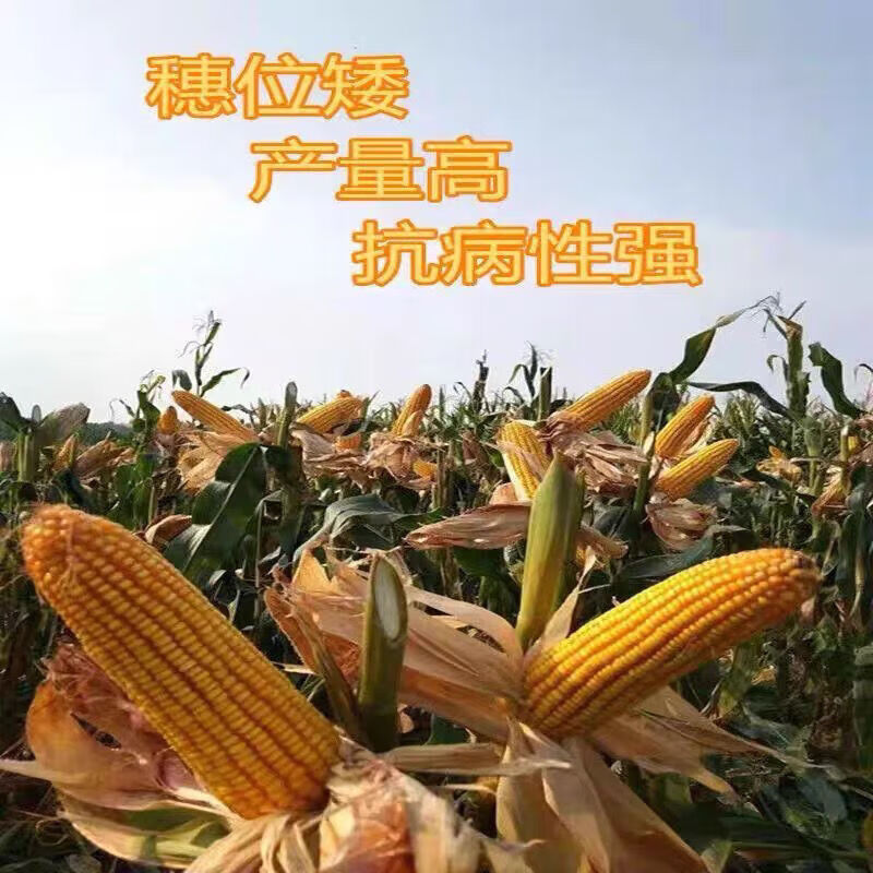 370a4376b2ded9c8.jpg