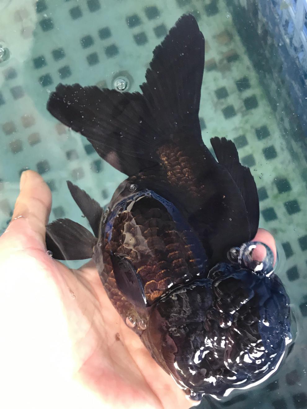 族萃红/黑狮子头金鱼观赏鱼国粹萌萌大脑袋狮子头金鱼进宝 2条黑狮头