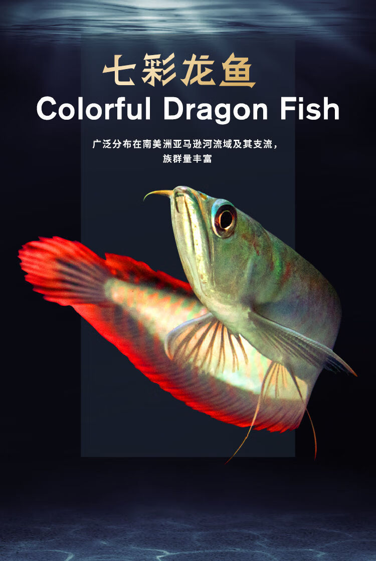 七彩银龙鱼活体观赏鱼地图鱼鹦鹉鱼苗热带鱼淡水中大型金龙红龙银龙鱼