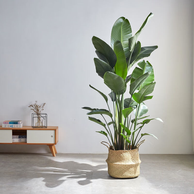 精选绿植网红天堂鸟盆栽室内大型植物鹤望兰客厅办公室大盆栽绿植天堂
