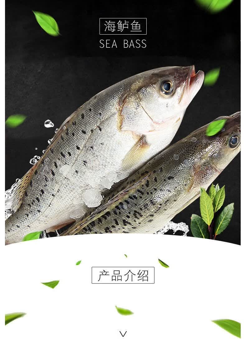 鲈鱼鲜活海鱼新鲜水产深海七星海鲈鱼深海花鲈鱼舌尖戏水 3条 550-650