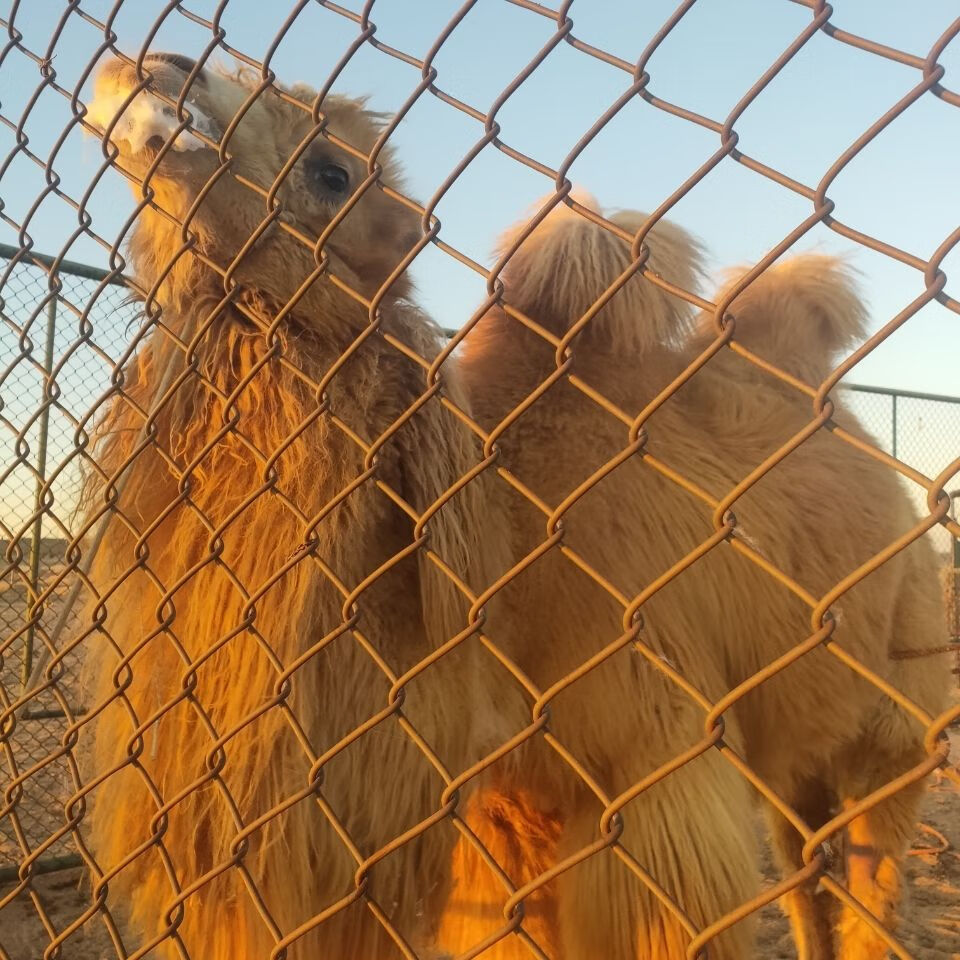 魃鲜草原红骆驼戈壁骆驼的大骨头6斤装