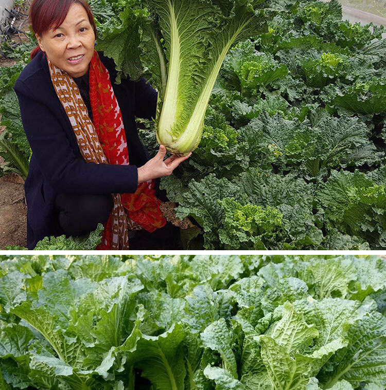 大白菜种籽青口白天津青麻叶小青白菜耐热四季春夏秋冬蔬菜种孑子天津