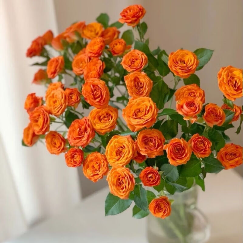 芊阙*轻奢芊阙【玫瑰】多头玫瑰泡泡橙色芭比梦幻芭比云南直发水养增