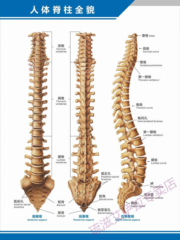 医院科室挂图 人体脊柱全貌图脊椎结构图构造图中英文医学医院科室