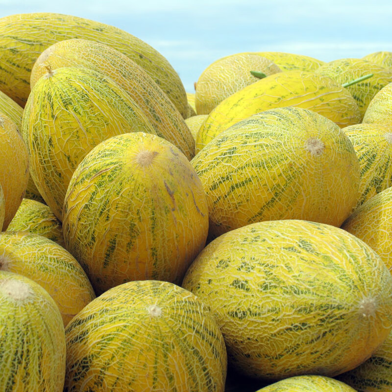 空运正宗新疆特产伽师瓜八六王哈密瓜新鲜当季水果喀什甜瓜现摘现发61