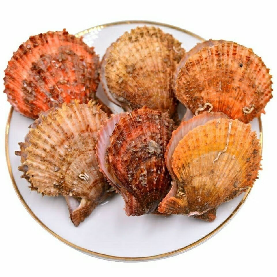 扇贝鲜活新鲜港湾贝带壳超大扇贝海鲜水产海捕贝类五斤大号