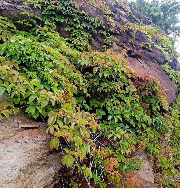 爬石头上藤蔓植物图片