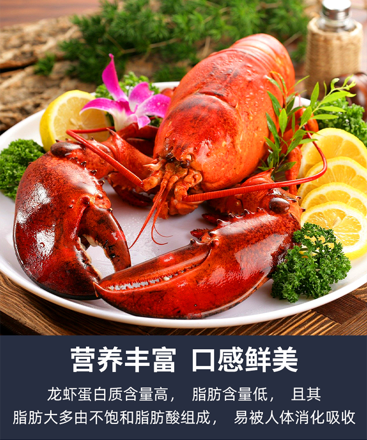 鲜活发货波龙生猛鲜活波士顿大龙虾特大波龙非奥龙加拿鳌虾钳海鲜水产