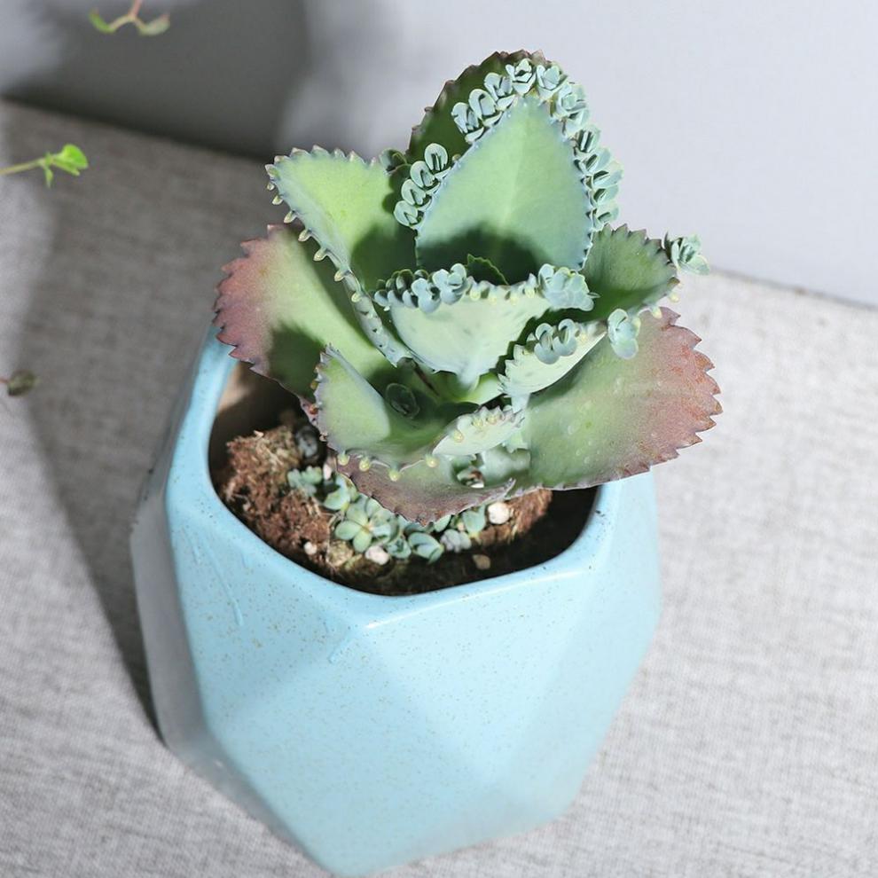 不死鸟多肉植物宽叶不死鸟落地生根老桩绿植盆栽花卉蕾丝公主桌摆 不