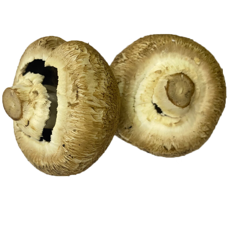 净樱新鲜牛排菇约500g 新鲜菌菇 波多黎各菌 顺丰 浅棕色 500g【图片