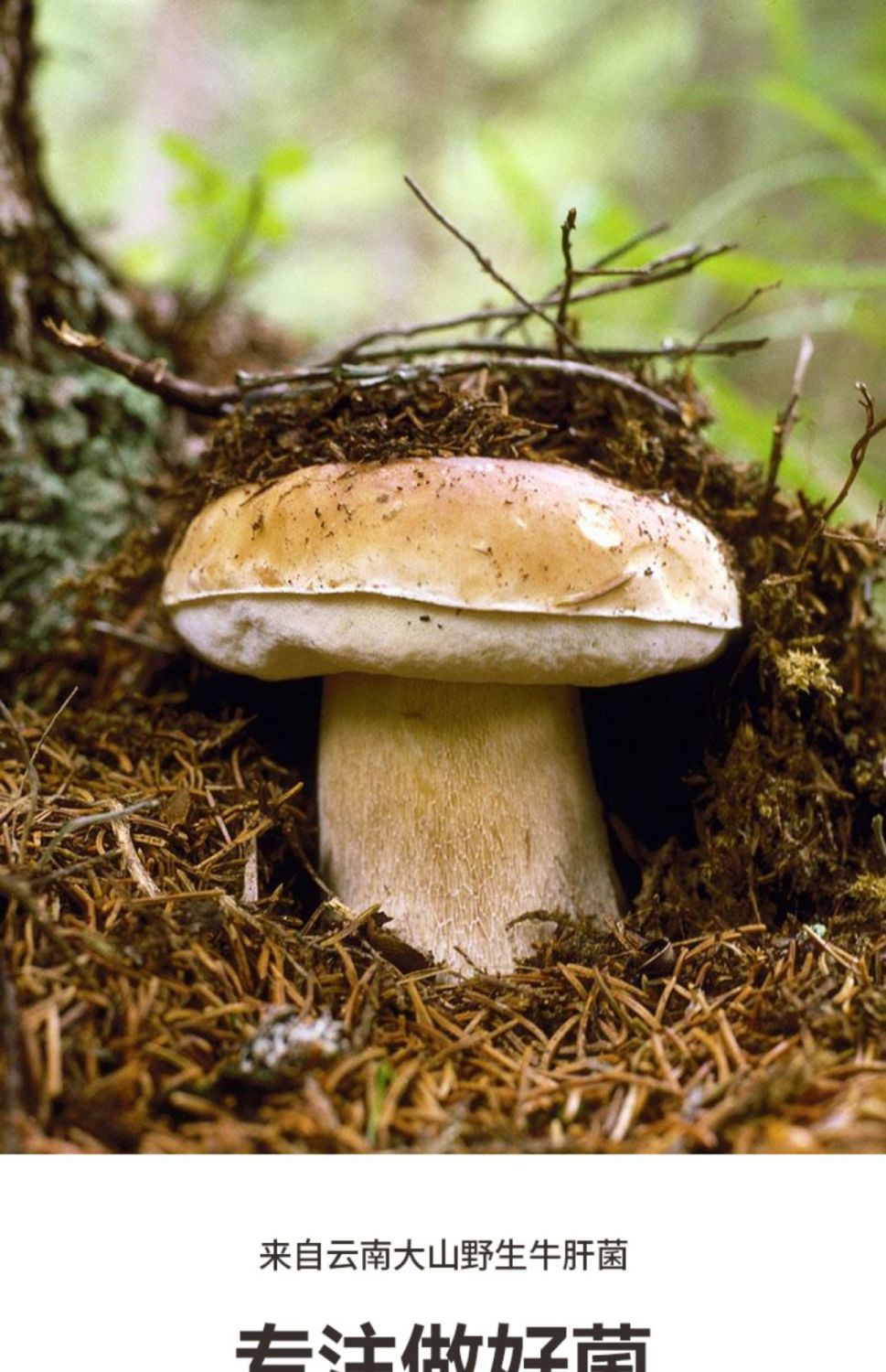 野生牛肝菌非云南黄白牛肝菌新货美味牛肝菌野生菌子新鲜煲汤材料250g