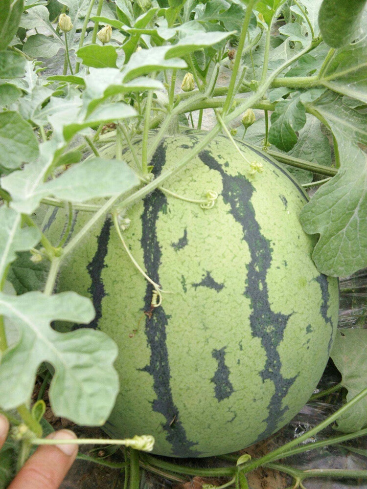 新鲜麒麟西瓜8424冰糖黑籽西瓜超甜无籽西瓜新鲜脆甜应季水果无籽西瓜