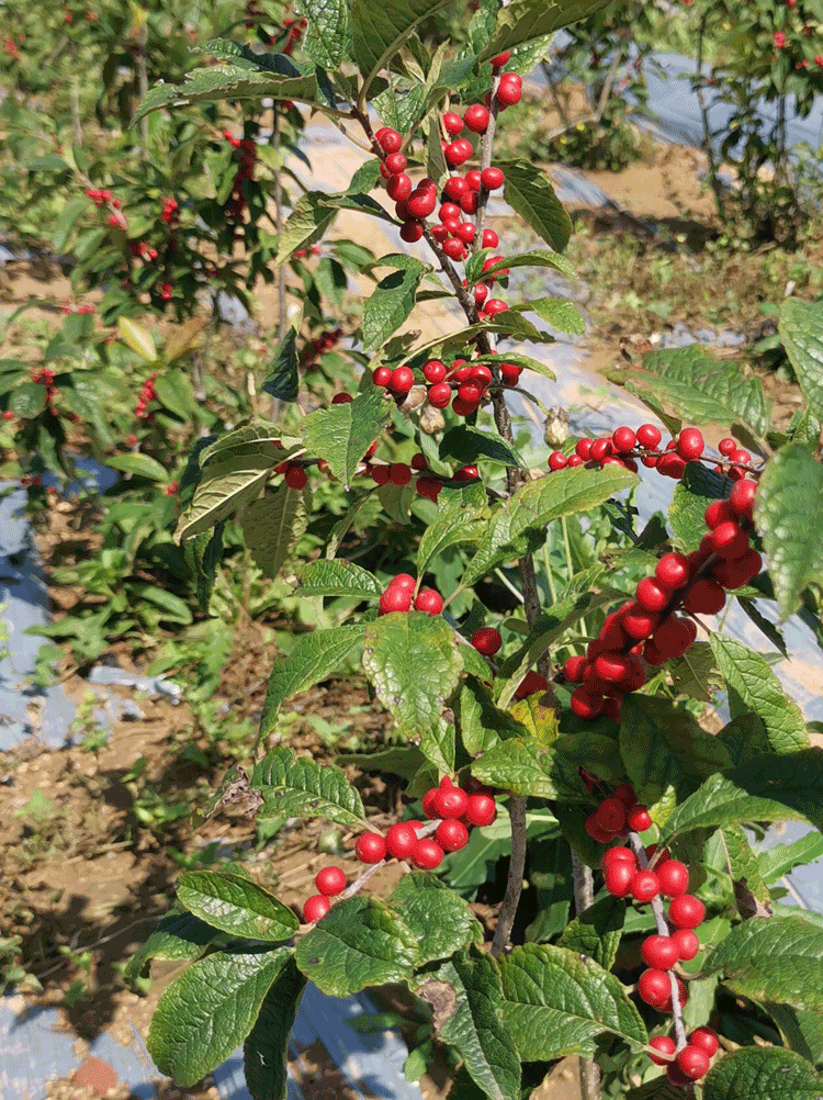 樱之恋 北美冬青盆栽观果红果庭院耐寒植物发财冬年宵花树苗绿植阳台