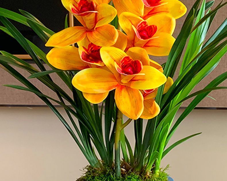 超香兰花荣华富贵大花苞室内盆栽花卉绿植兰草植物兰花苗彩霞3苗连体