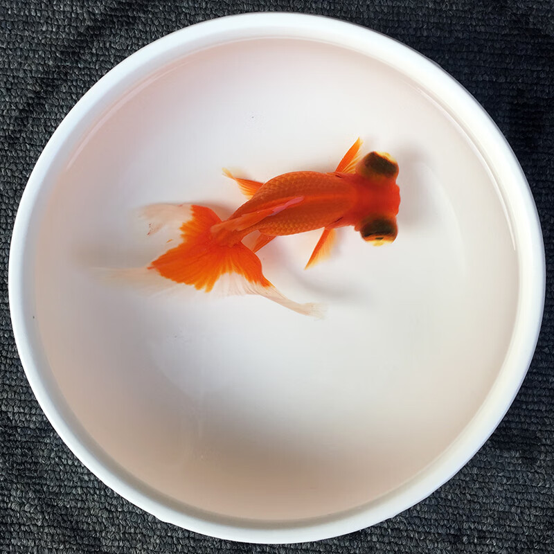 族萃水族观赏鱼活体大眼小金鱼活鱼红泰狮黑龙眼龙睛蝶尾冷水鱼锦鲤鱼