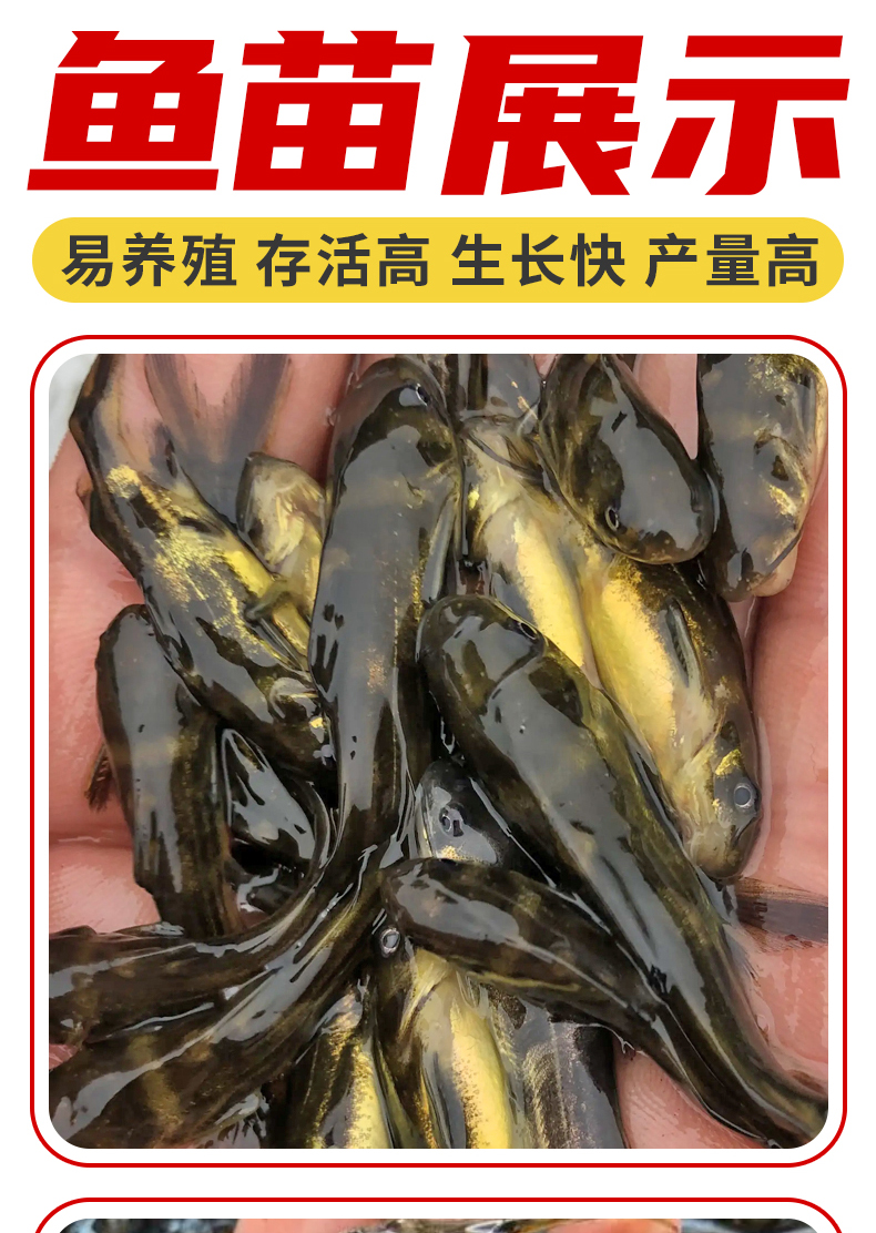 嘉瑰黄辣丁鱼苗黄骨鱼黄颡鱼昂刺鱼三角峰大尺寸四川重庆本地淡水养殖