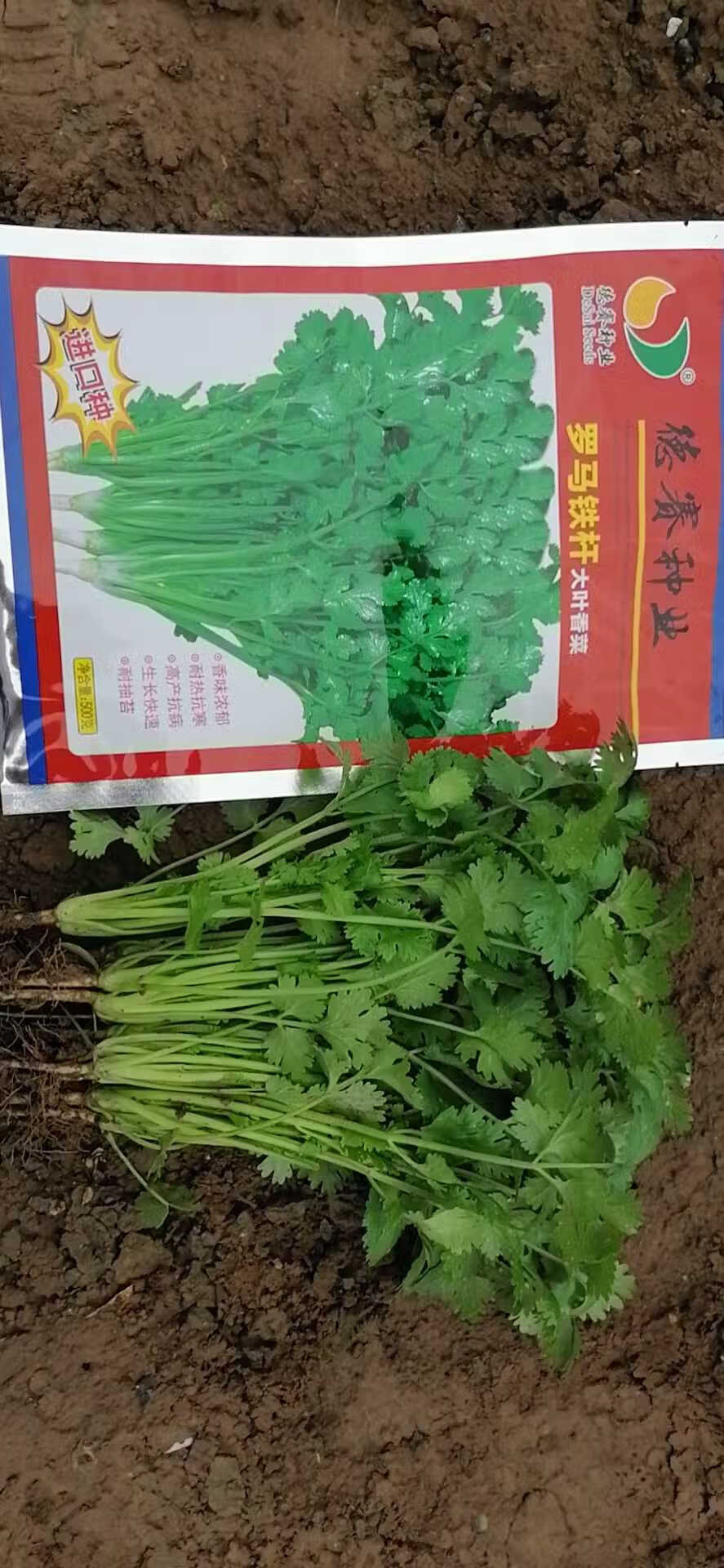 意大利香菜种子原装进口香菜种籽耐热耐寒耐抽四季芫荽蔬菜种籽100克