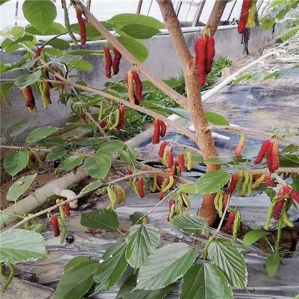 桑葚树苗盆栽长桑果苗食用桑树四季苗南北方种植地栽果树当年结果3年