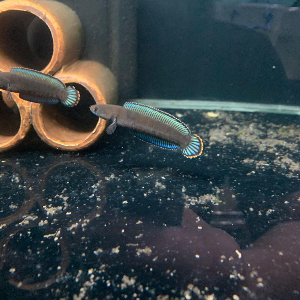 阿萨姆奶茶雷龙鱼苗子蓝帆奶茶七彩酒红火背中小型活体淡水观赏鱼 二