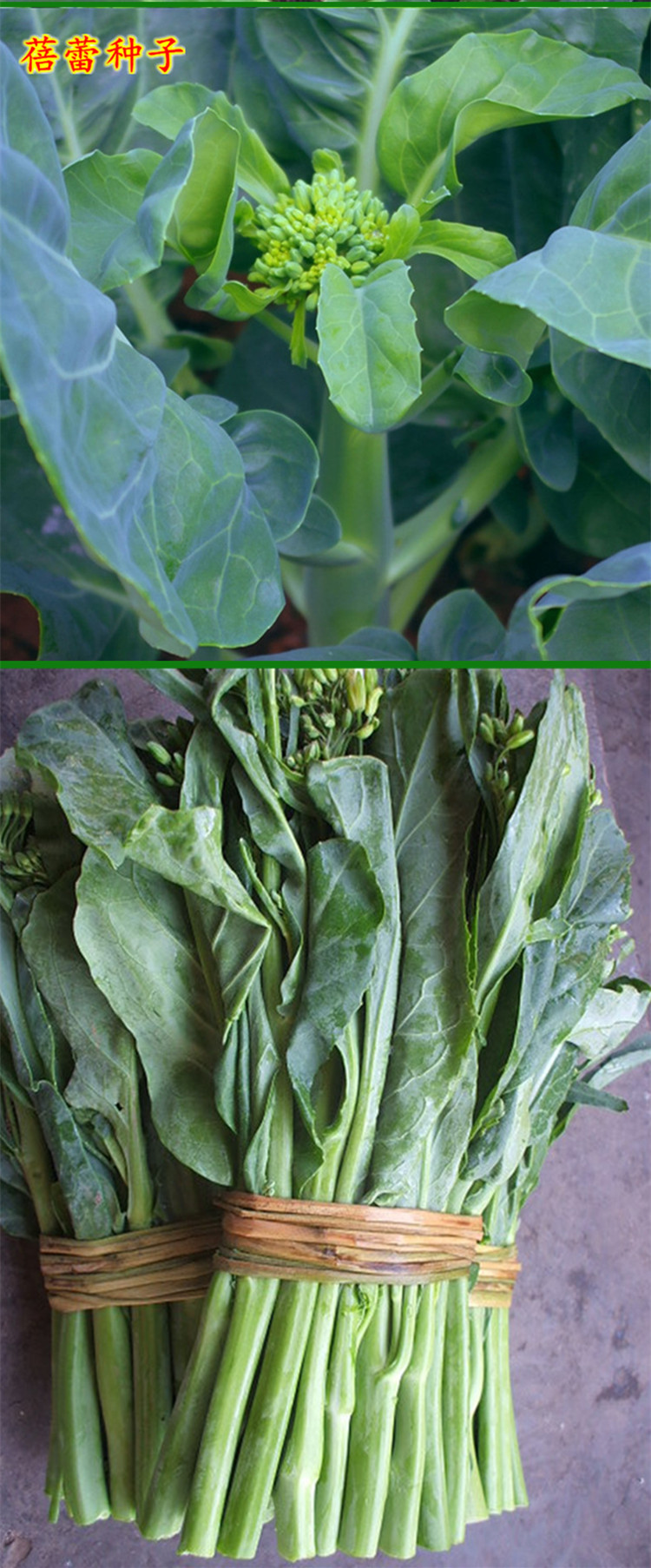 芥兰菜种子大全油嫩黄花迟芥蓝种籽芥蓝菜大田盆栽秋冬季蔬菜种孑油嫩