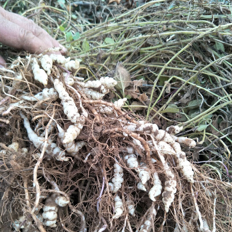 螺丝菜新鲜宝塔菜地环10斤甘露草石蚕地牯牛葫芦种子蔬菜酱泡腌咸5000