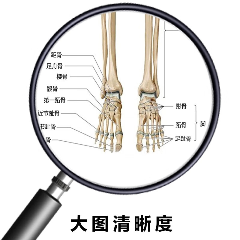 新款人體肌肉掛圖人體骨骼圖掛圖器官內臟結構圖海報脊柱圖解肌肉分佈