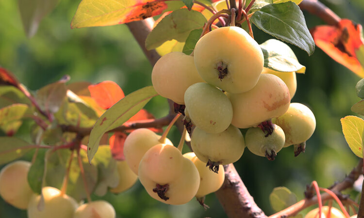 含语彤长寿果苗盆栽地载果树苗盆景八棱海棠果香馥郁鲜酸甜香脆当年