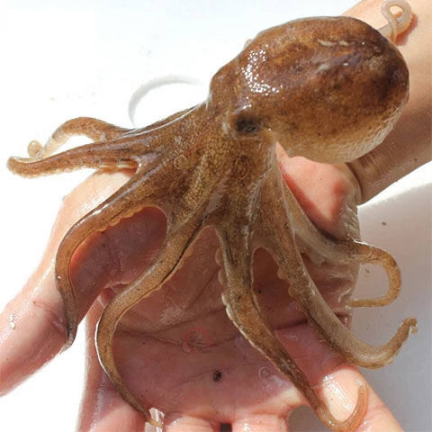 八爪鱼鲜活速冻去牙去脏迷你八爪鱼爆头长腿翻花小章鱼海产水产 皇波