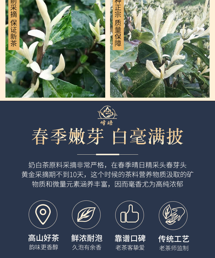 奶香安吉奶白黄金芽2022年新奶白皇金芽奶白茶黄茶黄金叶茶叶茗老汉奶