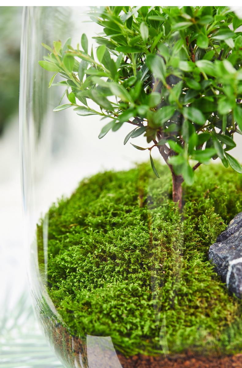 微景观生态瓶生命之树苔藓创意桌面盆栽青苔造景植物办公室内绿植 款