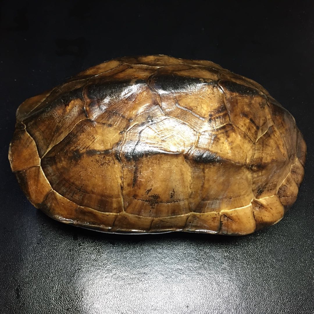 龟趣天然完整干净真乌龟壳文玩手把件家居客厅摆件送礼桌面中式17厘米