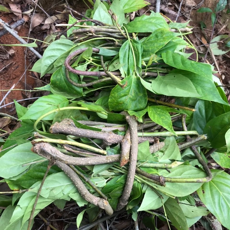断肠草新鲜断肠草大茶藤胡蔓藤钩吻【益补萃】 1000克【图片 价格