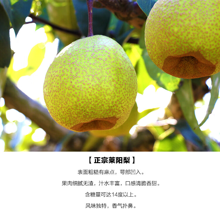 正宗莱阳梨山东莱阳特产10斤香雪鸭梨子新鲜水果莱阳梨慈梨礼盒装大果