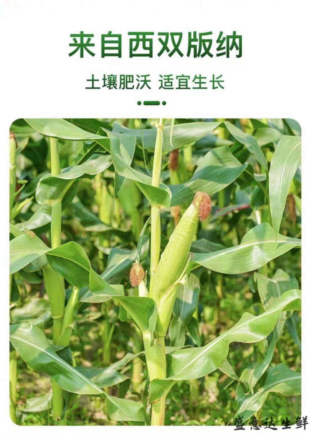 拇指玉米香糯米云南西双版纳特产拇指玉米粘软甜糯玉米棒健康新鲜玉米