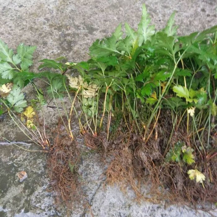 园艺现挖新鲜黄连苗 黄连种苗 川黄连 味连 带须根带土易成活绿植盆栽