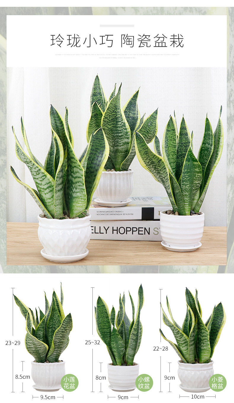 精选直发虎皮兰盆栽室内绿植花卉四季常青办公桌吸植物虎尾兰加仑盆